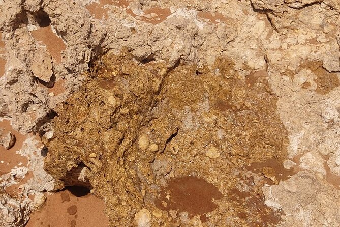 Full-Day Private Guided Safari Tour in Hatta - Terms and Conditions