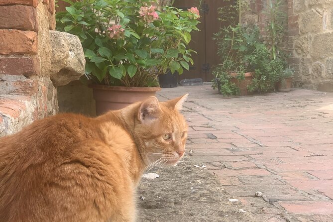 Full Day PRIVATE Guided Tour in Val DOrcia Region - Pickup Information