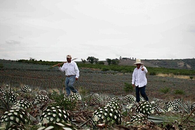 Full Day Private Guided Tour of Arandas Jalisco Distilleries - Final Thoughts