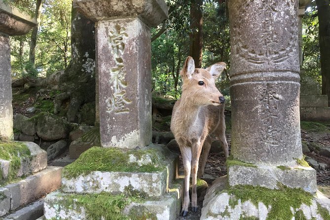 Full-Day Private Guided Tour to Nara Temples - Inclusions and Exclusions