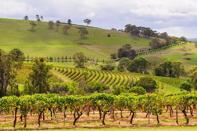 Full Day Private Hunter Valley Wine Tour from Sydney - Good To Know