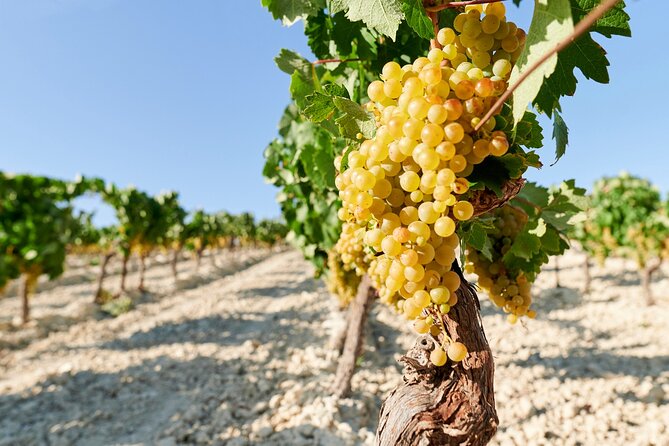 Full-Day Private Jerez & Cadiz Wine Tour Experience From Seville - Whats Included