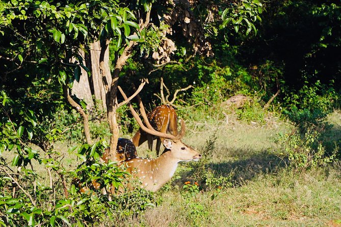 Full Day Private Kandy/ Sigiriya Sightseeing Tour - Pickup Details