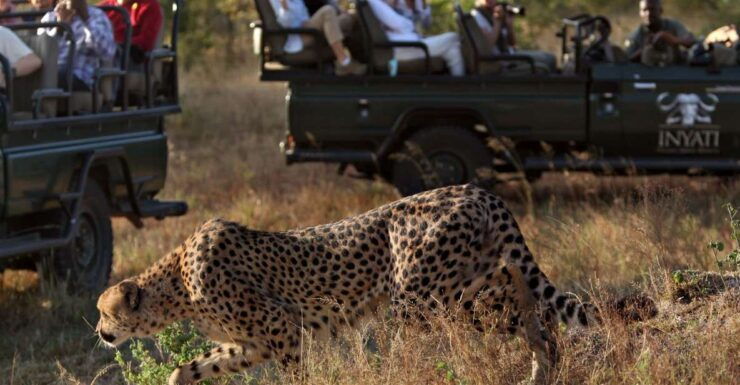 Full Day Private Kruger Safari From Hazyview - Highlights