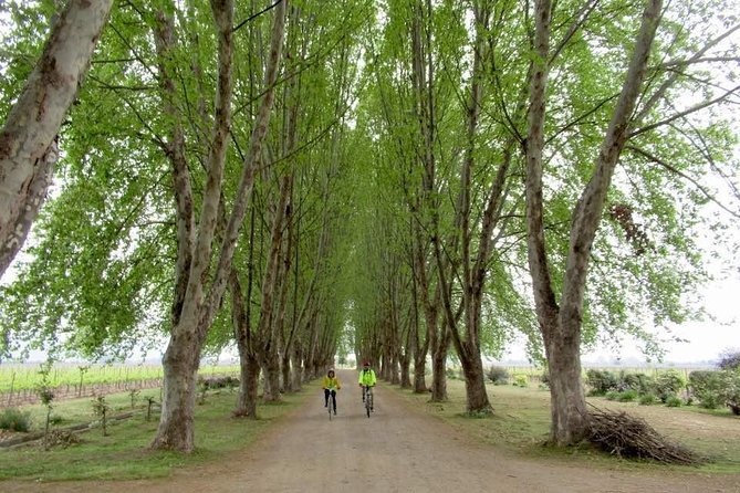 Full-Day Private Maipo Valley Bike Tour and Wine Tasting From Santiago - Reviews and Feedback