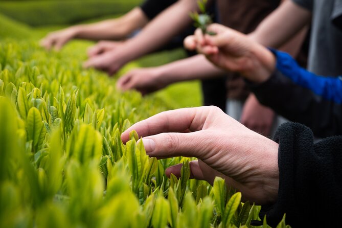 Full Day Private Matcha Experience True Hidden Kyoto - The Sum Up