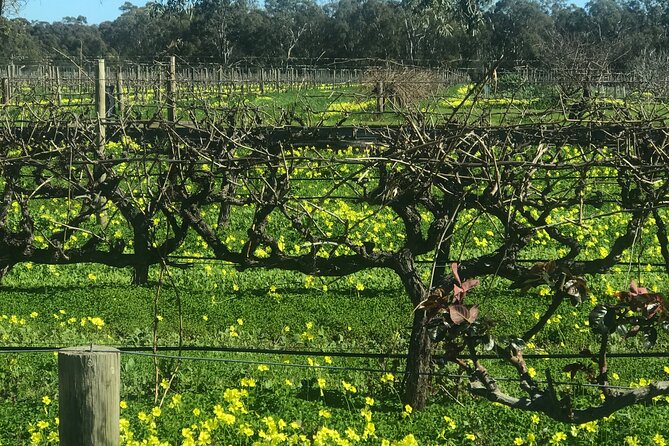 Full-Day Private McLaren Vale Wine Tour - Private Tour Experience