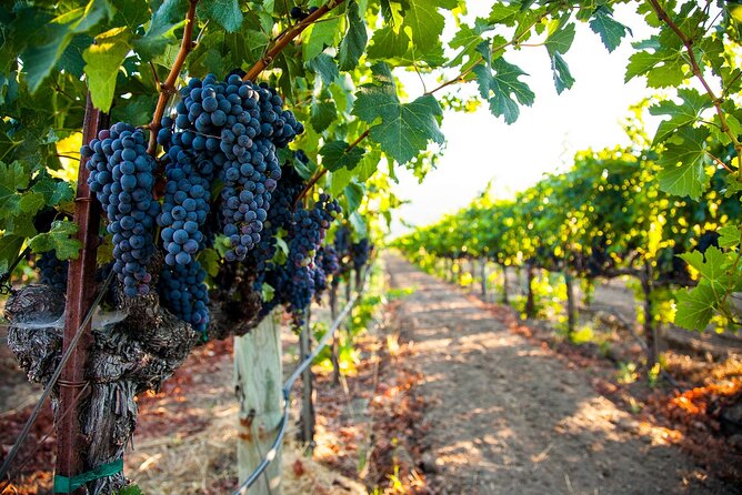 Full-Day Private Melnik Wine Tour Experience From Sofia - Pickup Details and Start Time