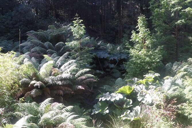 Full-day Private Mizen Head tour from Killarney - Practical Details and Tips