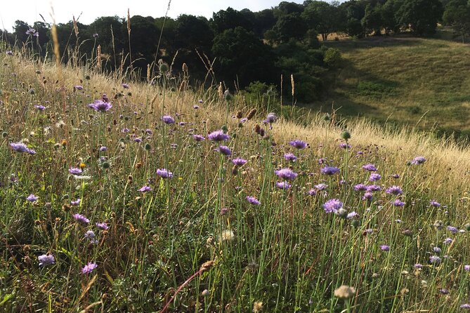 Full Day Private Nature Tour in Somerset - Good To Know