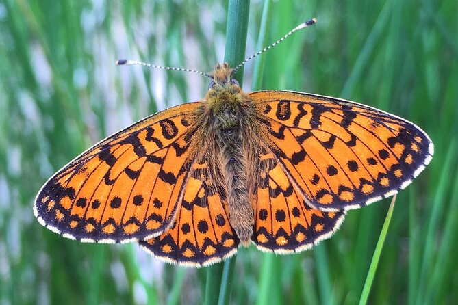 Full Day Private Nature Tour in Somerset - Inclusions
