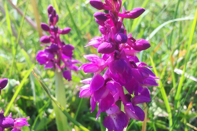 Full Day Private Nature Tour in Somerset - Additional Information