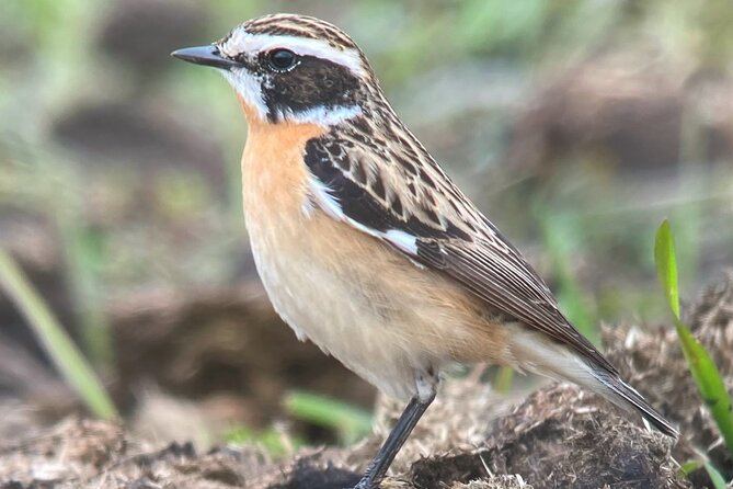 Full Day Private Nature Tour in Somerset - Pricing and Booking