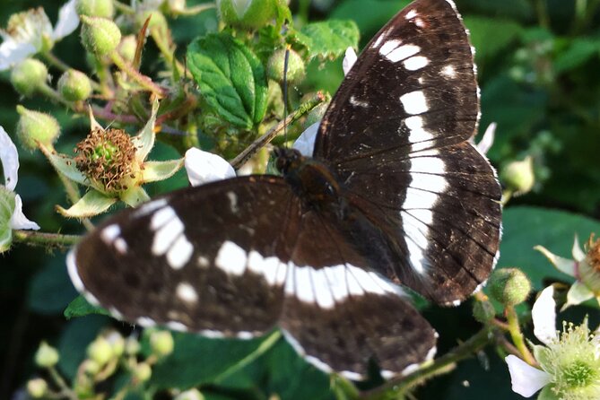 Full Day Private Nature Tour in Somerset - Accessibility and Flexibility
