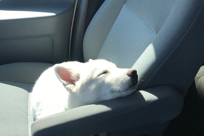 Full Day Private Pet Friendly Yellowstone Tour From Cody Wyo! - Detailed Breakdown of the Experience