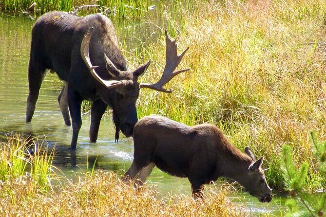 Full Day Private Pet Friendly Yellowstone Tour From Cody Wyo! - Authentic Experiences and Insights from Reviewers