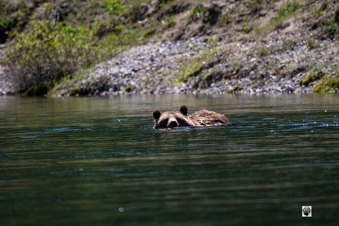 Full Day Private Pet Friendly Yellowstone Tour From Cody Wyo! - FAQ