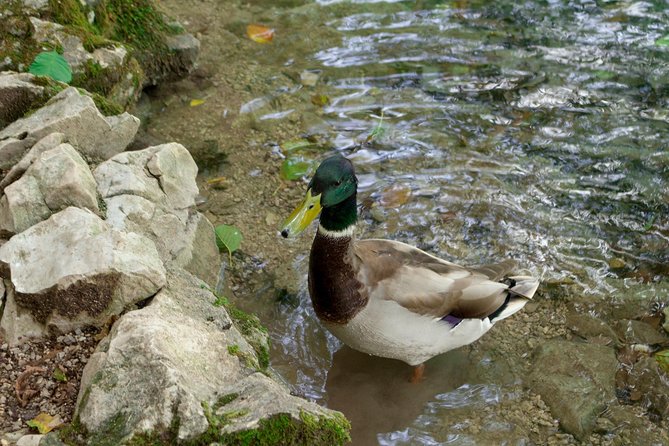 Full-Day Private Plitvice Lakes National Park Tour From Split - Additional Information