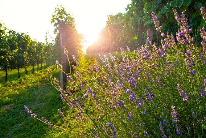 Full-Day Private Provence Wine Tour Experience From Nice - Cancellation Policy