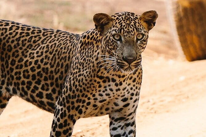 Full Day Private Safari at Yala National Park by La Safari Inn Tours - Good To Know
