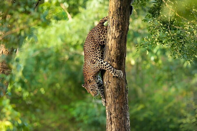 Full Day Private Safari at Yala National Park by La Safari Inn Tours - FAQs