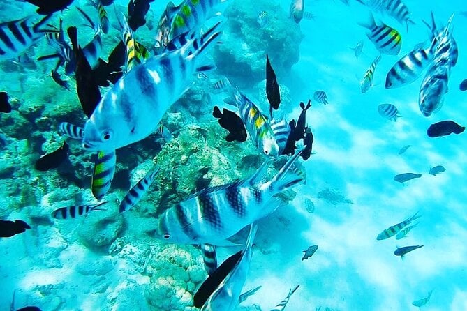 Full Day Private Safari Blue Tour From Malindi - Good To Know