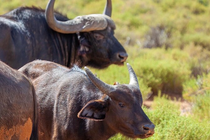 Full-Day Private Safari Tour to Aquila Game Reserve - Tour Highlights