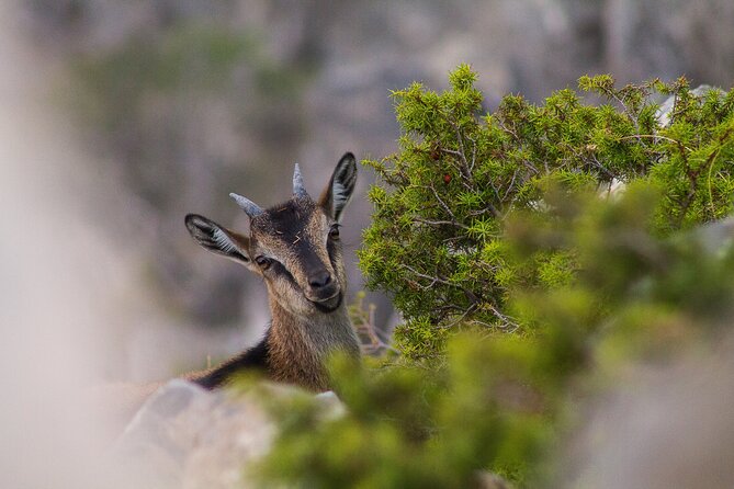 Full-Day Private Samaria National Park Hiking Experience - Traveler Recommendations and Restrictions
