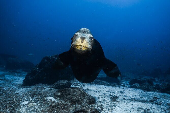 Full Day Private Scuba Diving in Espiritu Santo Island - A Closer Look at the Full Day Private Scuba Tour in Espiritu Santo