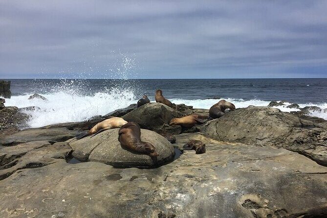 Full Day Private SD Tour from Coronado Island - Good To Know