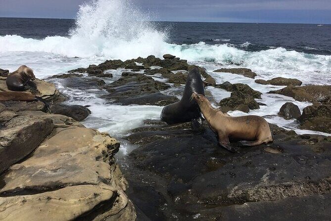 Full Day Private SD Tour from Downtown San Diego - Good To Know