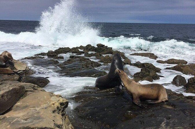 Full Day Private SD Tour from Encinitas - Lunch Break at Seaport Village