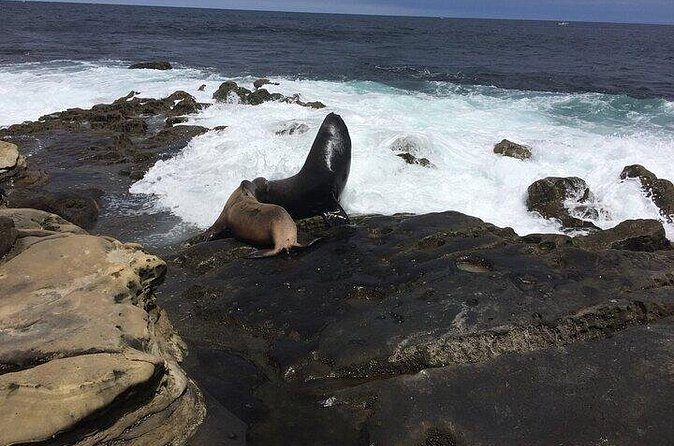 Full Day Private SD Tour from La Jolla - Wrapping Up