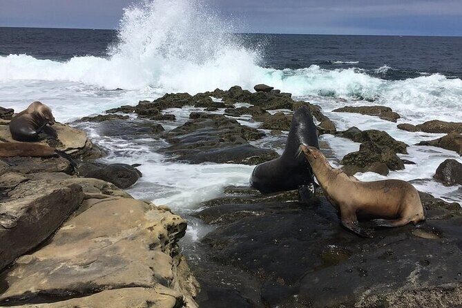 Full Day Private SD Tour from Oceanside - The Itinerary: A Deep Dive into Every Stop