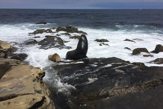 Full Day Private SD Tour from Pacific Beach - Good To Know