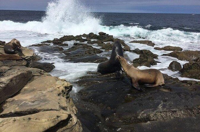 Full Day Private SD Tour from Solana Beach - Final Thoughts