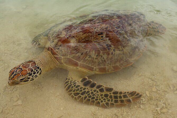 Full Day Private Shore Tour: Taste of the Tropics in Port Vila - Final Thoughts: Is This Tour Right for You?