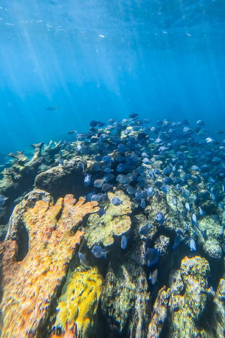 Full-Day Private Snorkel Tour in Tulum and Sian Kaan - Snorkeling Experiences