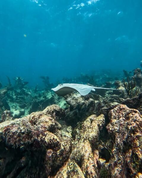 Full-Day Private Snorkel Tour in Tulum and Sian Kaan - Frequently Asked Questions