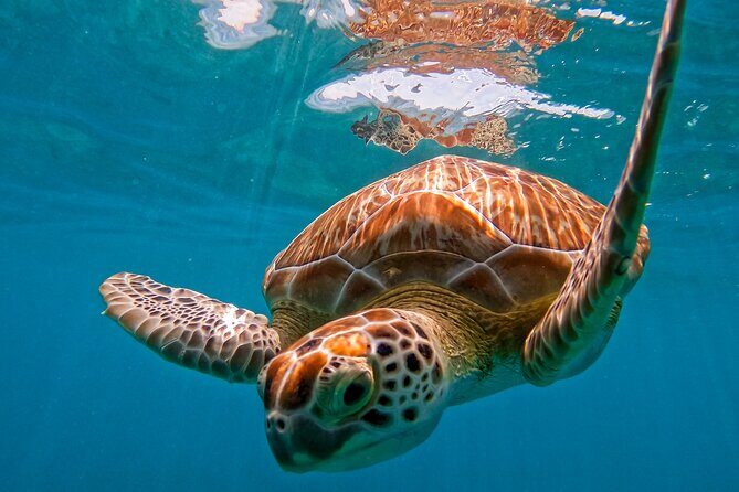 Full-Day Private Snorkel Tour in Tulum and Sian Kaan - FAQ