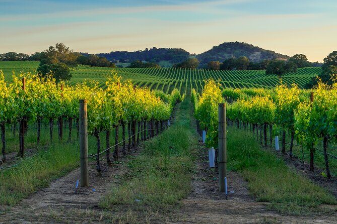 Full-Day Private Sonoma Valley Wine Tour from San Francisco - Exploring the Itinerary: What to Expect