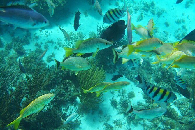 Full-Day Private Stingray City Snorkeling and Starfish Beach Tour - What Makes This Tour Stand Out?