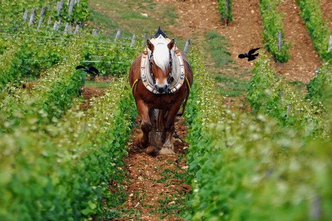 Full-Day Private Tour, 6 Premiers & Grands Crus, The Best of Burgundy - Traveler Photos and Reviews