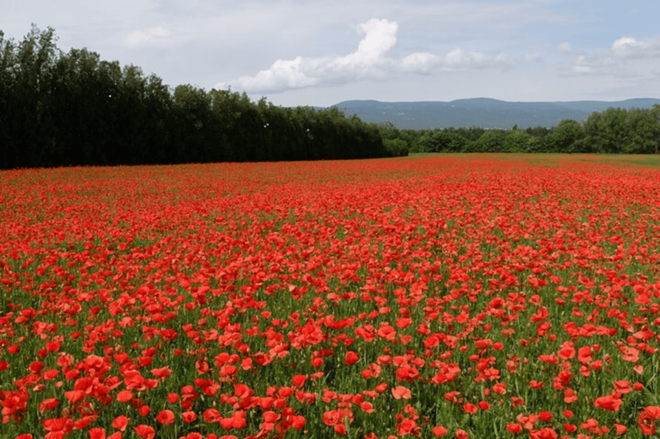Full Day Private Tour From Arles or the Alpilles - Cultural Insights