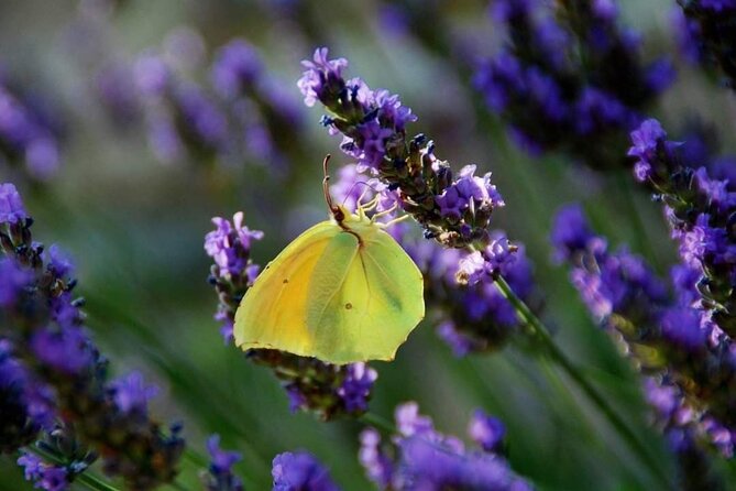 Full-Day Private Tour Gorges Du Verdon (Lavender JUNE 15/July 15) - Overview and Tour Details