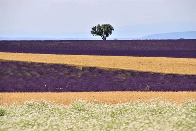 Full-Day Private Tour Gorges Du Verdon (Lavender JUNE 15/July 15) - Convenience and Comfort With Private Transportation