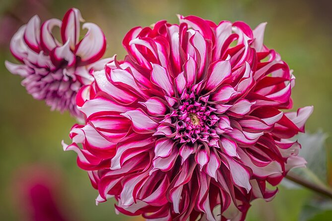 Full Day Private Tour in Giverny & La Roche Guyon - Giverny Visit