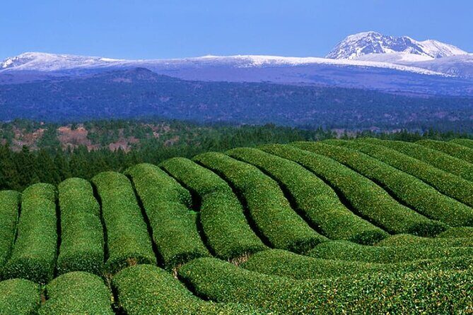 Full Day Private Tour in Jeju Scenic Central Coast - Good To Know 