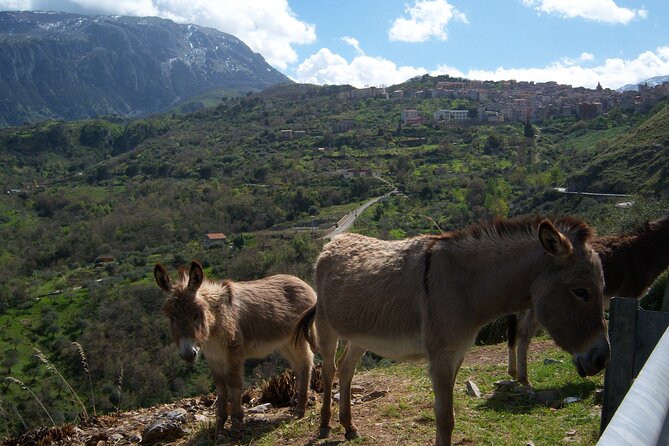Full Day Private Tour in Medieval Villages and Vineyard in Cefalù - Frequently Asked Questions
