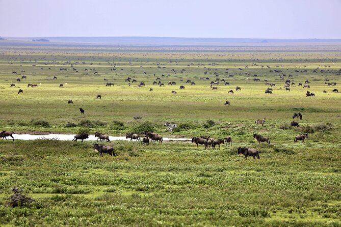 Full-Day Private Tour in Ngorongoro National Park & Crater - Tour Overview